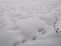 nieve