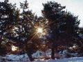 pinos
