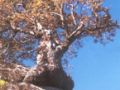 roble