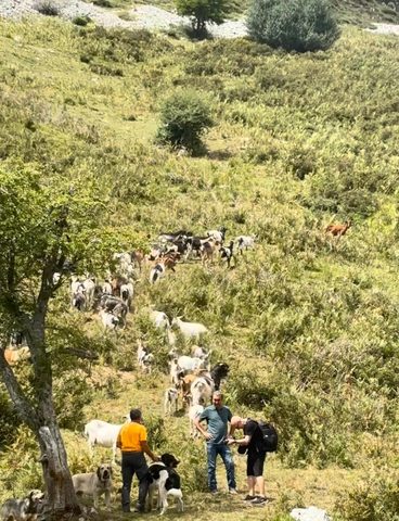 El Gobierno del Asturias despliega en la parroquia rural de Orlé, en el concejo de Caso, un modelo de prevención de incendios forestales que combina desbroces, quemas controladas y mejora de pastos pa