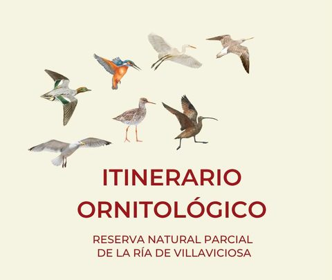 Itinerarios Ornitológicos en la Ría de Villaviciosa Todos los sábados y domingos